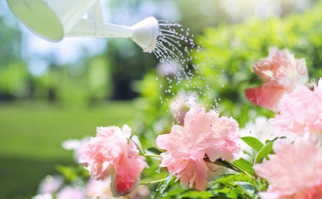 A watering can waters pink flowers in a garden