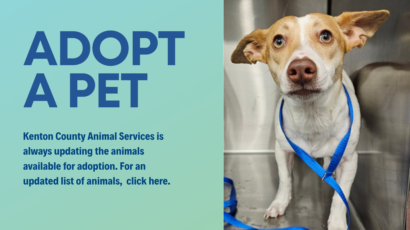 Adopt a Pet, view available pets, click here